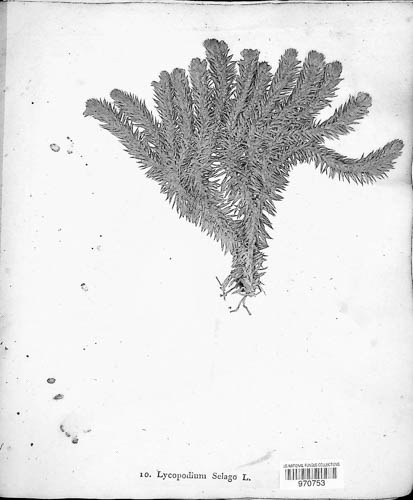 Huperzia selago image